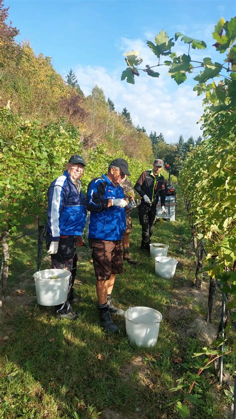 Weinlese - FF Weins-Ysperdorf