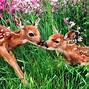 Image result for Spring Animals Images 4K