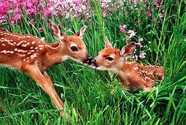 Image result for Spring Animals Images 4K