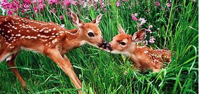 Image result for Spring Animal Babies Wallpaper