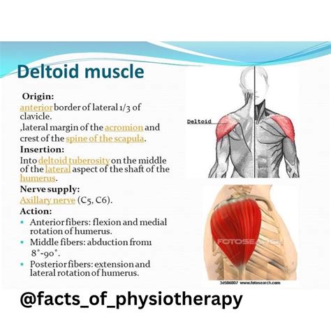 Deltoid Muscle Origin And Insertion