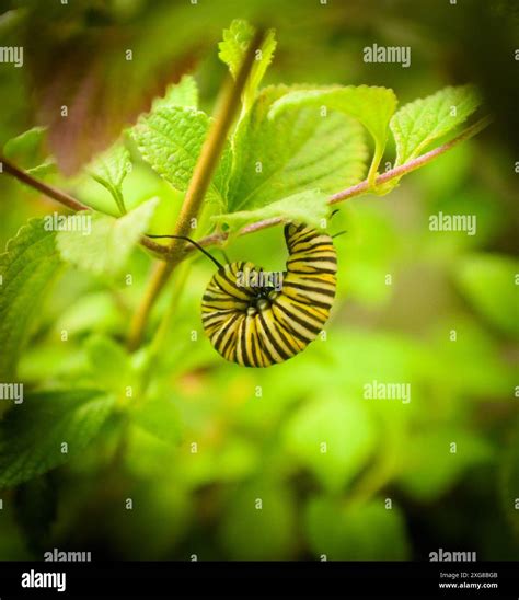 Monarch butterfly about to form into a chrysalis. Scientific name Danaus plexippus, Order ...