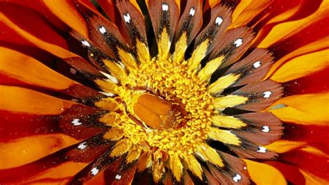 What Is The Importance Of Flowering Plants | Best Flower Site