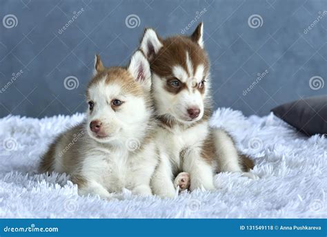 Light Red Siberian Husky