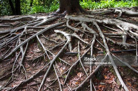 Image result for Tree Pictures Entangled