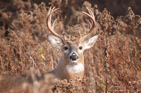 White-tailed Deer – Mike Lentz Nature Photography