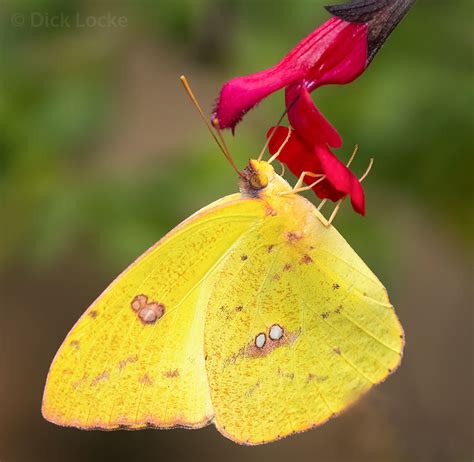 Orange Sulfur Butterfly
