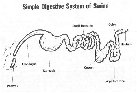 Pig Digestive System Diagram