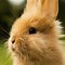 Image result for Cute Easter Rabbit