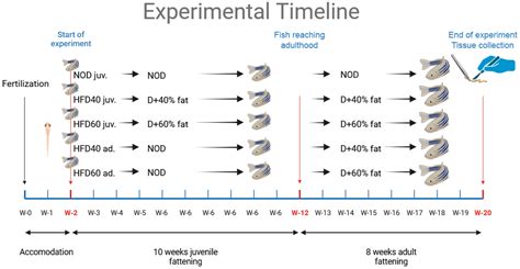 Effects of an Innovative High-Fat Diet on Intestinal Structure, Barrier Integrity, and ...