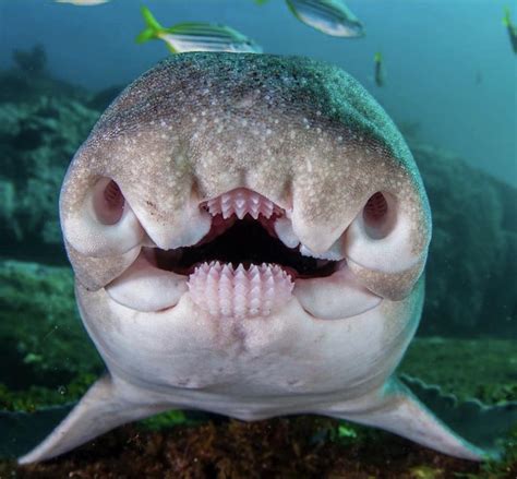 Fish will swim up into your urethra : r/oddlyterrifying