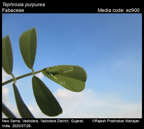 Tephrosia purpurea | Butterfly