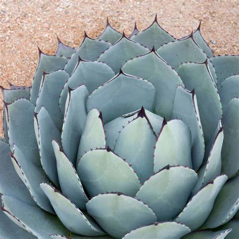 Agave Plants