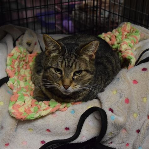 Bella - Heart For Animals