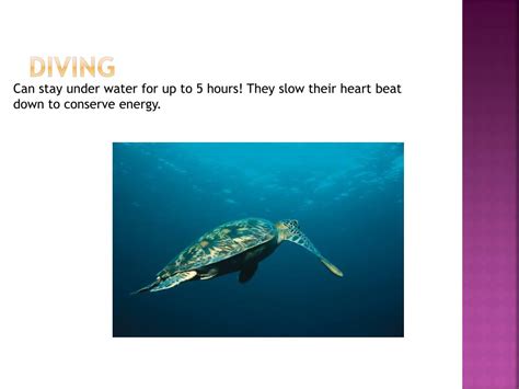 Image result for Sea Turtle Adaptations