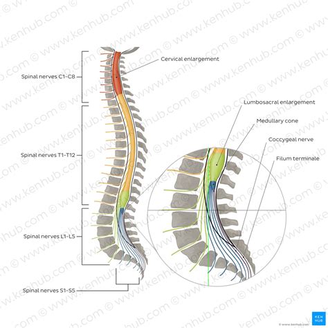 Vertebral Column: Anatomy, vertebrae, joints & ligaments | Kenhub