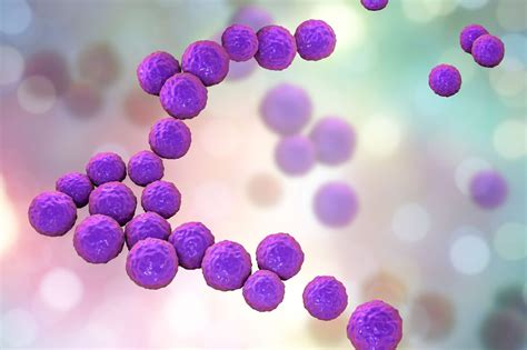 Image result for Enterococcus Faecalis Journal