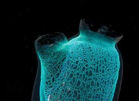 Alien Like Sea Creatures 的图像结果