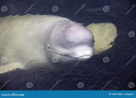 Friendly Beluga Whale Looks Up from Underwater Stock Image - Image of ...