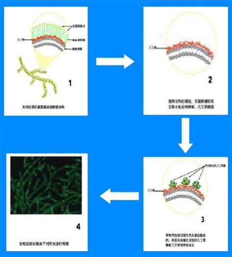 真菌与细菌之间的区别_微生物_细胞核_增殖