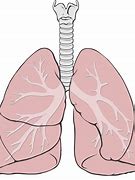 lungs 的图像结果