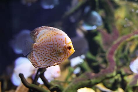 Image result for Discus Fish Water Conditions