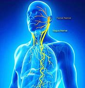 Image result for Vagus Nerve Health