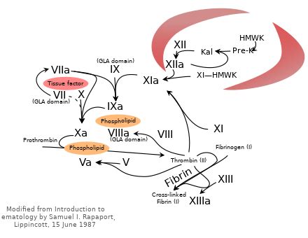 Image result for Coapulation in Humans