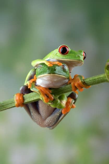 Image result for Tree Frog Terrarium