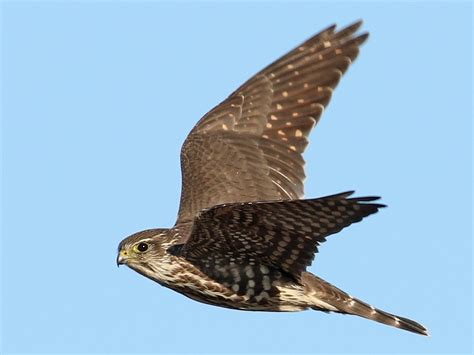Merlin - eBird