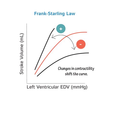 Physiology Glossary: Frank-Starling Law & Inotropic Agents | Draw It to ...