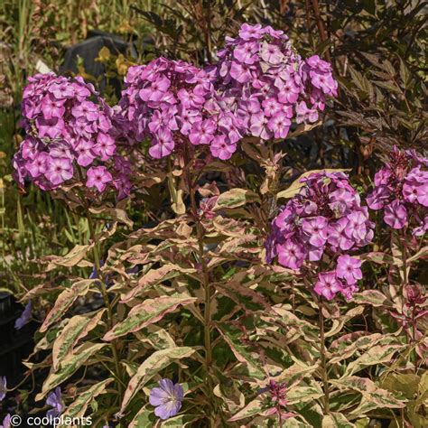 Phlox paniculata 'Olympus' - buy plants at Coolplants