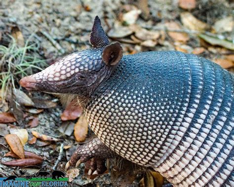 Nine-banded armadillo – Imagine Our Florida, Inc
