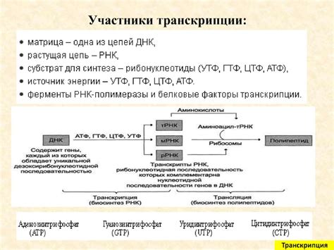 Общая характеристика транскрипции. Принципы транскрипции - презентация ...