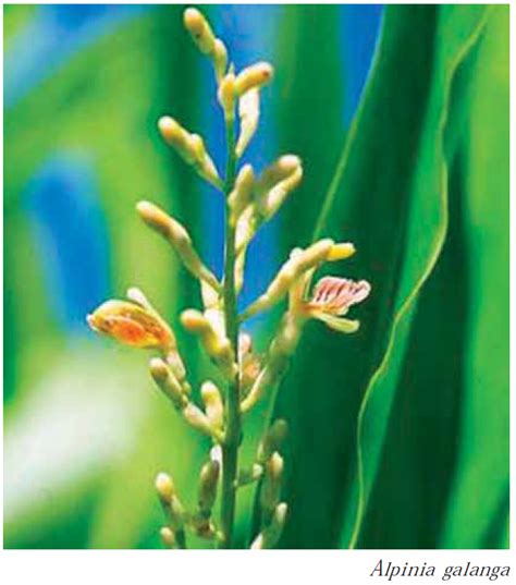 alpinia galanga1