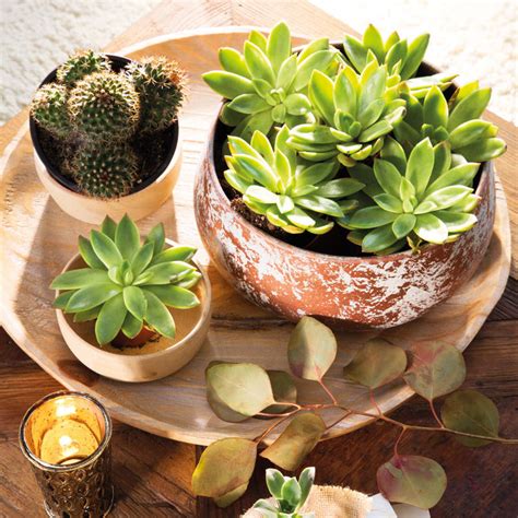 El trucazo definitivo para reproducir tus suculentas en menos de un ...