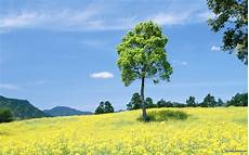 Nature Wallpaper Outside by Free Desktop Background Wallpaper Outside Wallpapersafari Nature Wallpaper Outside