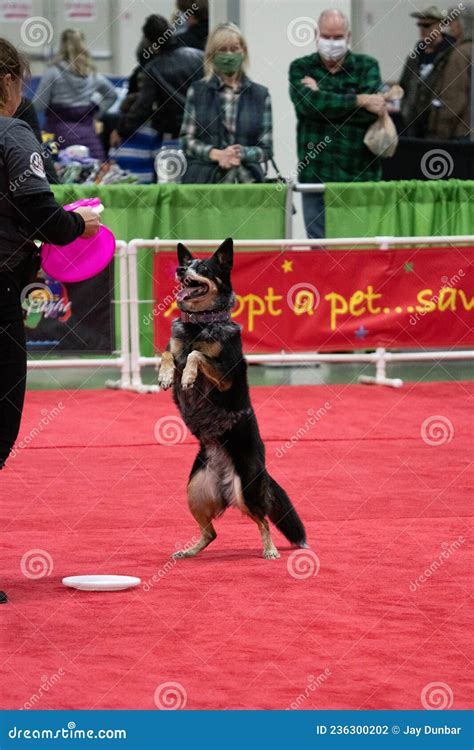 Novi Pet Expo in Novi, Michigan on 12-04-2021 at the Suburban ...