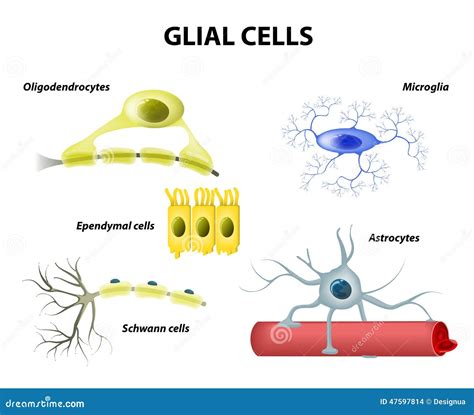 Supporting Cells. Neuroglia or Glial Cells Stock Vector - Illustration ...