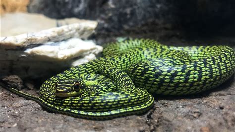 Image result for Python Turtle Graphics HeartCode