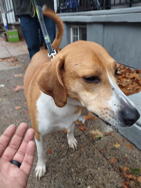 Found Dog - Mifflin Park, South Philly : r/philadelphia - founded in philly