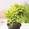 Ficus Panda Plant, Low Maintenance Boundary Wall Hedge Plant, Indoor ...