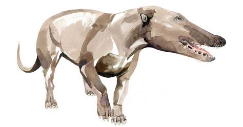 Whales Once Walked The Earth On Four Legs And Here's How They Journeyed ...