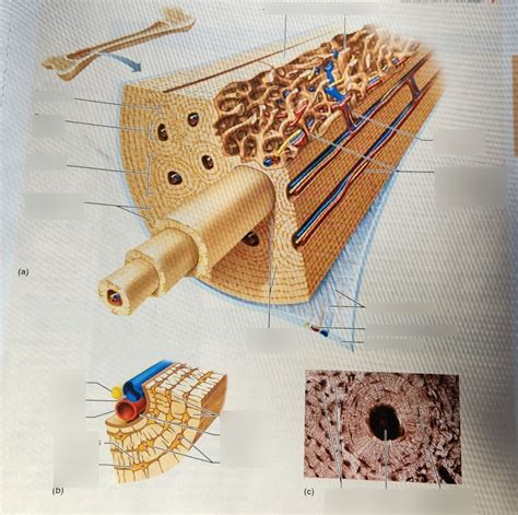 Image result for Compact Bone Structure