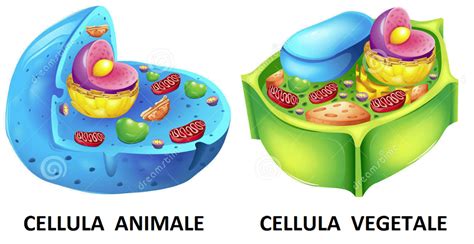 Cellula Animale
