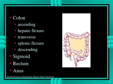 What Is The Hepatic Flexure In The Colon at Hannah Herlitz blog
