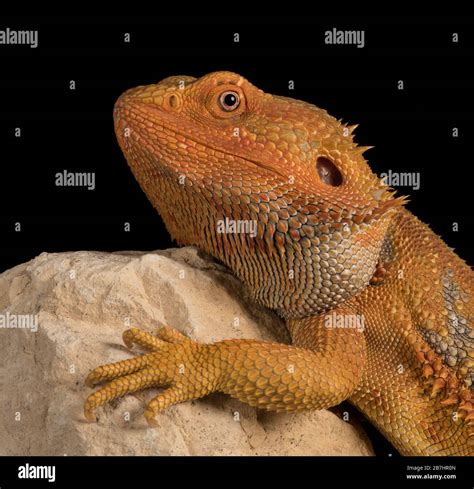 Orange bearded dragon hi-res stock photography and images - Alamy