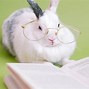 Image result for Holding Baby Rabbit