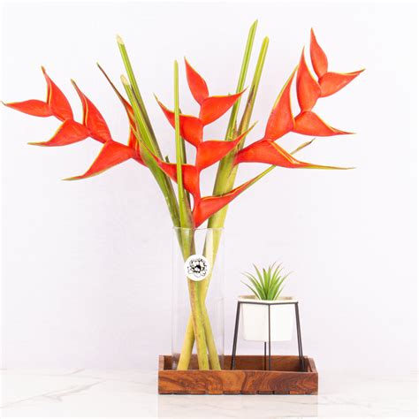 Heliconia (Bunch of 5 stems) - Buy fresh cut flowers online - The Flora