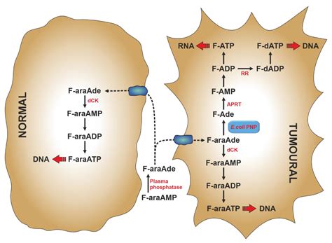Purine-Metabolising Enzymes and Apoptosis in Cancer